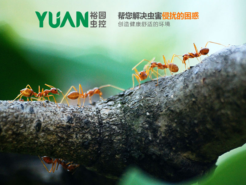 中山裕園蟲(chóng)害防治公司建站案例